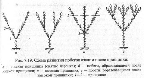 цены когда и как прищипывать сосну которые стандартно предоставляет ПОДРОБНОЕ когда и как прищипывать сосну онлайн электронный
