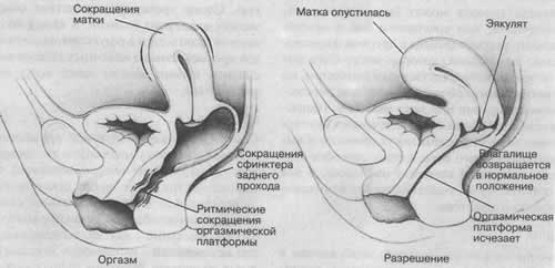 Пропадает Эрекция Во Влагалище С Доставкой