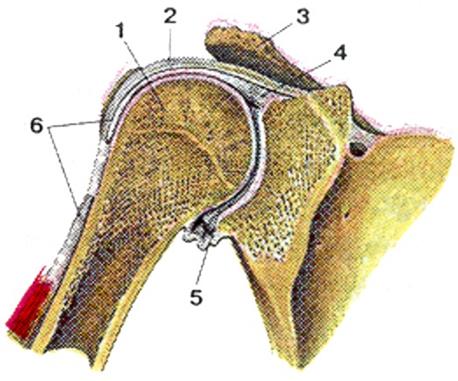 discus articularis art acromioclavicularis