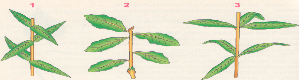 Реферат: Будова рослини Корінь пагін стебло