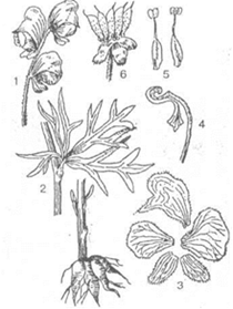 Реферат: Рослини родини Магнолієві