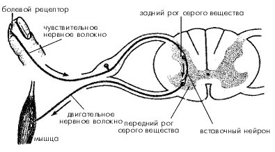 Рефлекторная дуга безусловного рефлекса схема 207