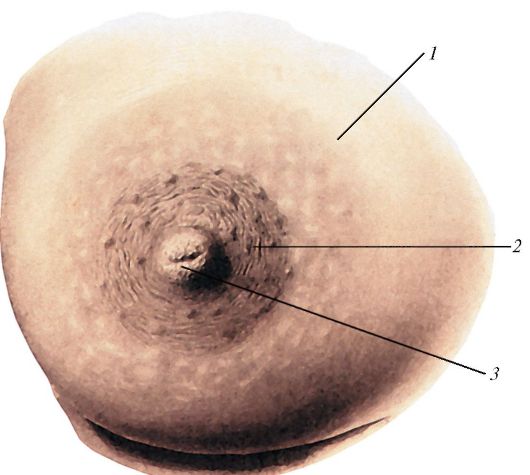 Шоу молодых женский сосок вблизи фото зарубежные порно каналы