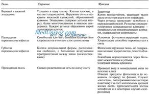 чем прикрепляется лист к стеблю. Смотреть фото чем прикрепляется лист к стеблю. Смотреть картинку чем прикрепляется лист к стеблю. Картинка про чем прикрепляется лист к стеблю. Фото чем прикрепляется лист к стеблю