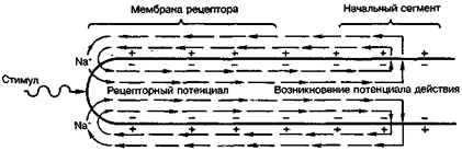 Что такое локомоция какие виды локомоции вам известны. Смотреть фото Что такое локомоция какие виды локомоции вам известны. Смотреть картинку Что такое локомоция какие виды локомоции вам известны. Картинка про Что такое локомоция какие виды локомоции вам известны. Фото Что такое локомоция какие виды локомоции вам известны