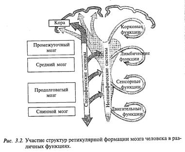 Реферат по теме Ретикулярная формация ствола головного мозга