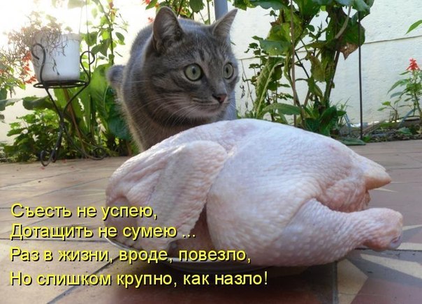 Кто такой бройлер человек. Смотреть фото Кто такой бройлер человек. Смотреть картинку Кто такой бройлер человек. Картинка про Кто такой бройлер человек. Фото Кто такой бройлер человек