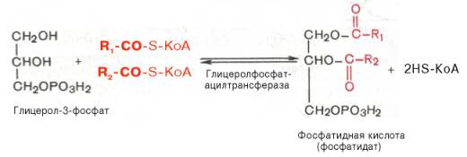 Биосинтез триацилглицеридов