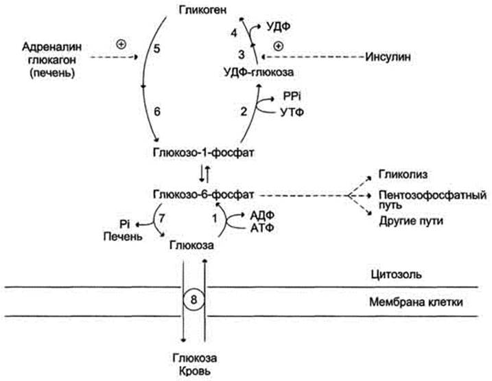 Погода на август фобос