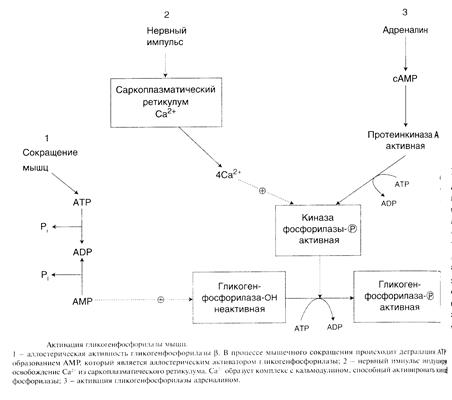 Ferring Gmbh ����: ����.