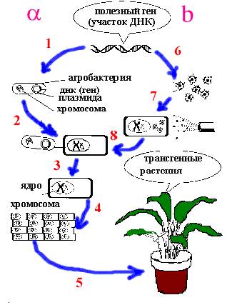 Трансгенные Растения Курсовая Работа