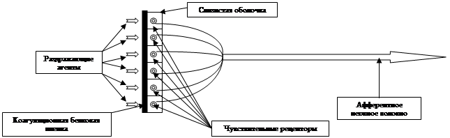 Механизм действия вяжущих и обволакивающих средств Механизм действия вяжущих и обволакивающих средств