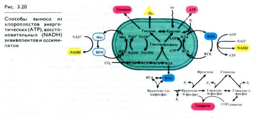 Photosynthesis coursework