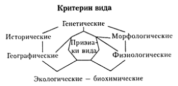 Схема вид и его критерии Схема вид и его критерии