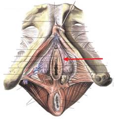 Женская половая система. Промежность. — Студопедия