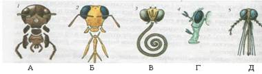 Строение и особенности работы ротового аппарата жуков, разнообразие типов ротовых аппаратов у насекомых