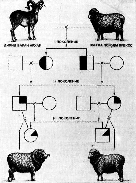 Методы межвидовой гибридизации. Схема воспроизводительного скрещивания овец. Разведение гибридизация схема. Схема гибридизации свиней. Таблица скрещивания овец.