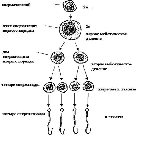 Сперматозоиды