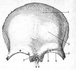 Лобные латынь. Лобная кость Синельников. Лобная кость глабелла. Лобная чешуя анатомия. Надбровная дуга лобной кости.
