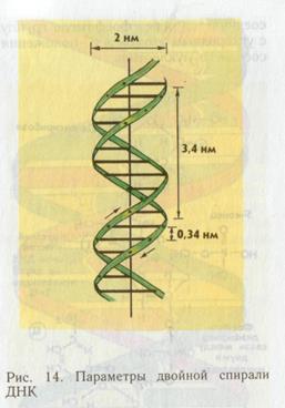 уотсона. шаг спирали днк. длина витка днк. ширина двойной спирали днк. длина витка днк.