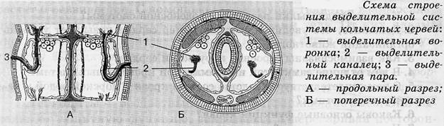 Органы выделительной системы червя. Выделительная система кольчатого червя. Строение выделительной системы кольчатых червей. Строение выделительной системы червя. Выделительная система кольчатых червей червей.