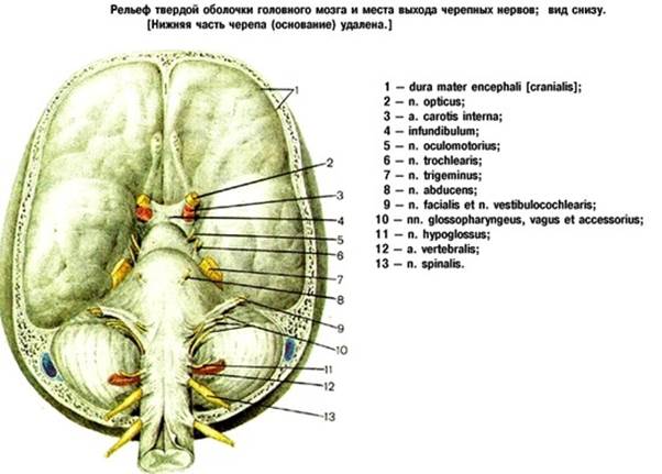 Место выхода нерва из мозга. 12 Пар черепно мозговых нервов основание черепа. Места выхода черепно мозговых нервов из мозга. 12 Пар черепных нервов отверстия. 12 Пар черепных нервов место выхода из черепа.