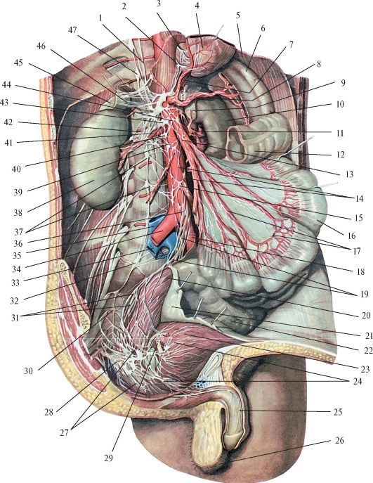 Расположение внутренних органов мужчины в брюшной полости. Брюшная полость анатомия атлас Синельникова. Анатомия человека внутренние органы брюшной полости. Анатомический атлас брюшная полость мужчины. Анатомия брюшной полости и таза.