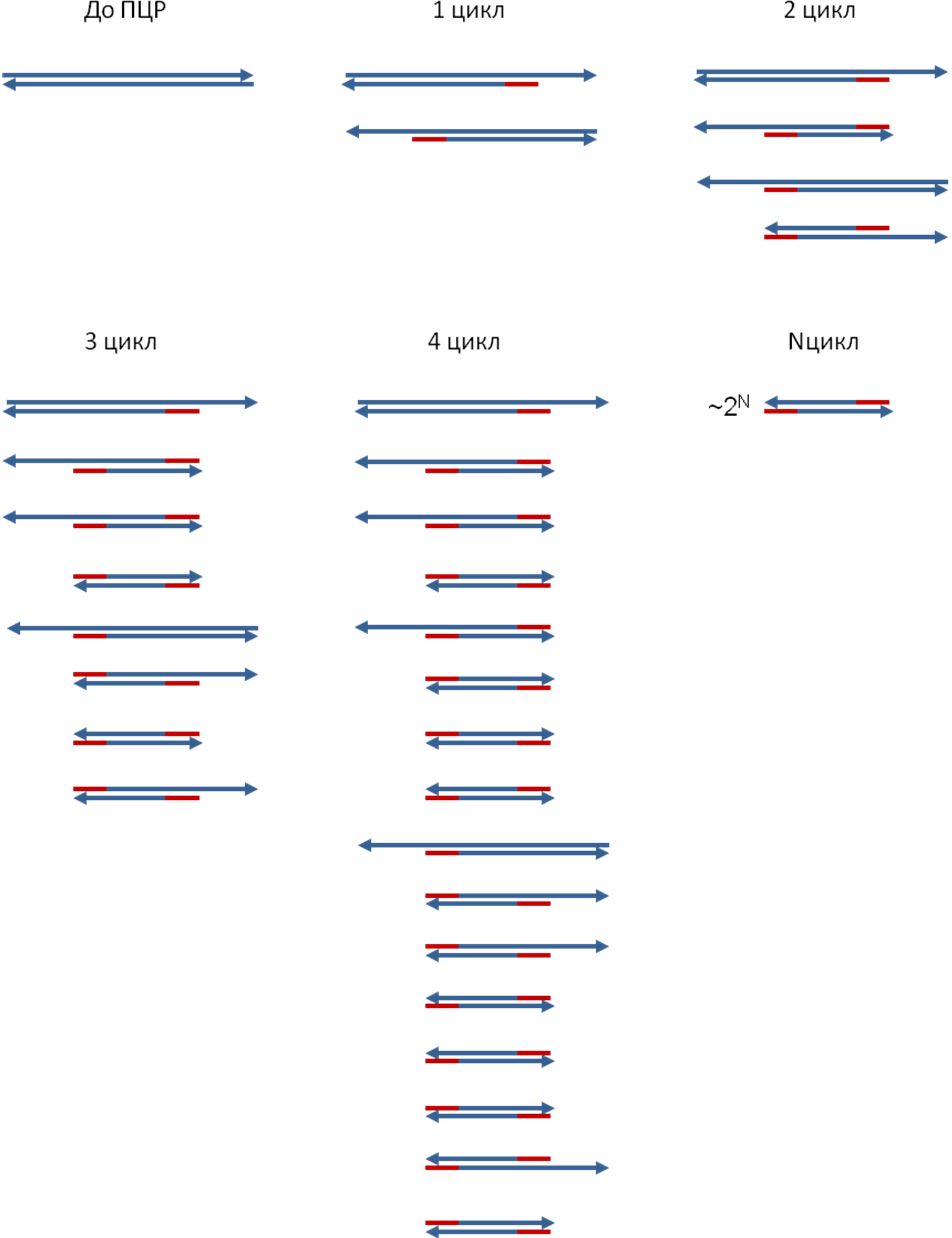 ПЦР с обратной транскрипцией