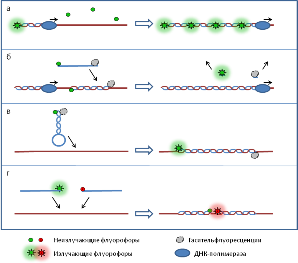ПЦР с обратной транскрипцией