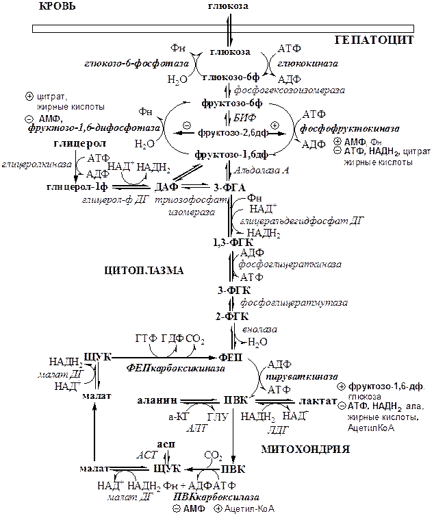 Глюконеогенез (ГНГ)