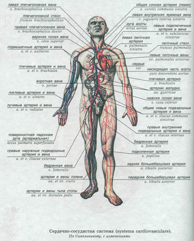 Артерии и вены тела. Схема строения венозной системы человека. Вены туловища анатомия схема. Вены и артерии человека анатомия схема. Венозная система основные вены.