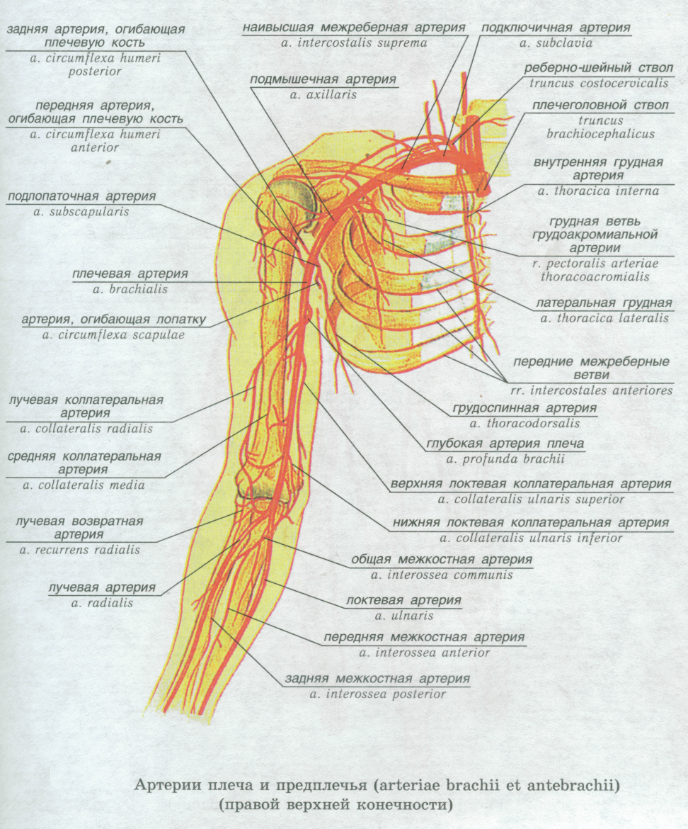 Кровообращение верхней конечности. Подмышечный нерв анатомия топография. Ветви подмышечной артерии схема. Плечевая артерия топографическая анатомия. Подмышечная артерия и Вена топография.
