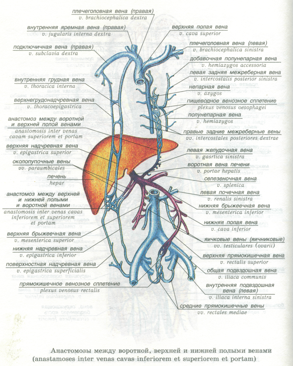 Система верхней полой вены правая половина. Нижняя брыжеечная Вена анастомозы. Верхняя полая Вена топография функция. Плечеголовная Вена анатомия схема. Венозная система верхняя полая Вена.
