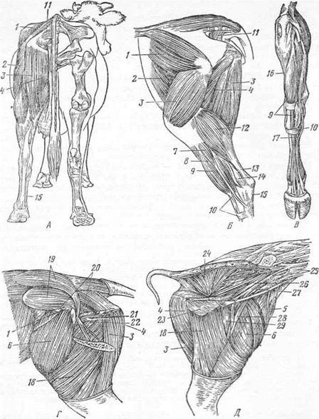 Конечности крс. Нервы грудной конечности. Мышцы грудной конечности крс анатомия. Мышцы грудной конечности крс анатомия. Фиксация задних конечностей коровы.