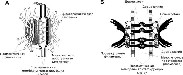 Презентация "Межклеточные контакты" (9 класс) по биологии - скачать проект