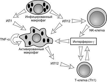 Активация макрофагов. Макрофаги м1 и м2. Макрофаги типа 1. Макрофаги 2 типа. Активация макрофагов th1 клетками.