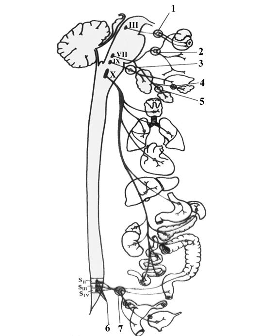 Парасимпатическая часть вегетативной. Парасимпатическая часть вегетативной нервной системы. Парасимпатическая нервная система схема. Парасимпатические ганглии. Нерв glossopharyngeus парасимпатическая система.