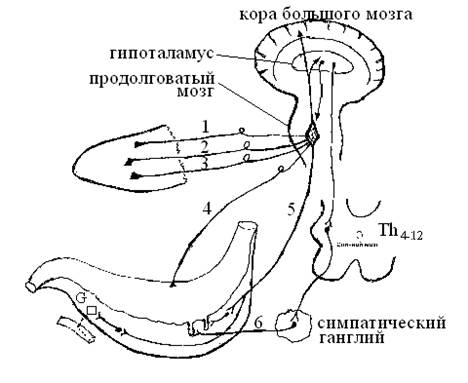 Регуляция желудочного сокоотделения