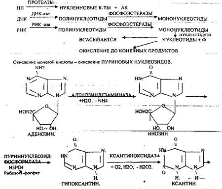 Переваривание нуклеопротеинов и нуклеиновых кислот в жкт
