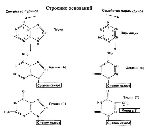 Состав азотистых оснований рнк. Химическая структура пуриновых оснований. Пуриновые азотистые основания. Строение аденина и Тимина. Строение ДНК азотистые основания.