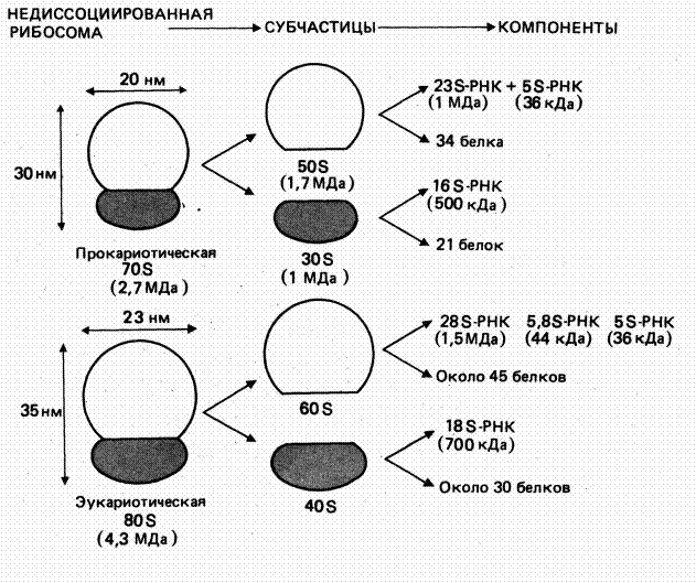 строение малой субъединицы рибосом.