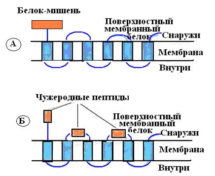 Что такое химерный белок. Смотреть фото Что такое химерный белок. Смотреть картинку Что такое химерный белок. Картинка про Что такое химерный белок. Фото Что такое химерный белок