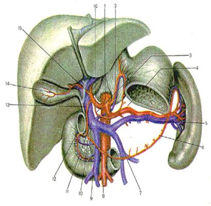Чревный ствол и его ветви. Селезеночная артерия анатомия. Чревный ствол анатомия. Ветви чревного ствола анатомия. Артерии чревного ствола.