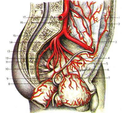 Правая подвздошная артерия. Подвздошная артерия анатомия. Внутренняя подвздошная артерия анатомия. Наружная подвздошная артерия кровоснабжает. Ветви внутренней подвздошной артерии анатомия.