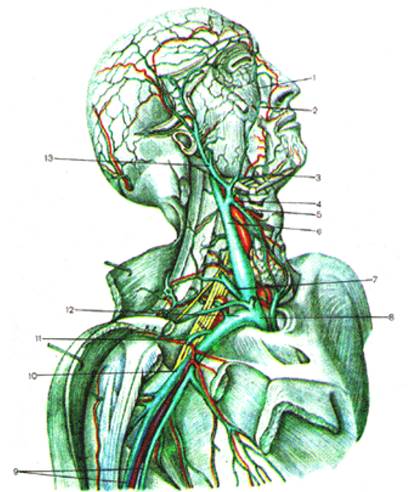 Левая подключичная вена. Наружная яремная Вена анатомия. Верхняя гортанная Вена.
