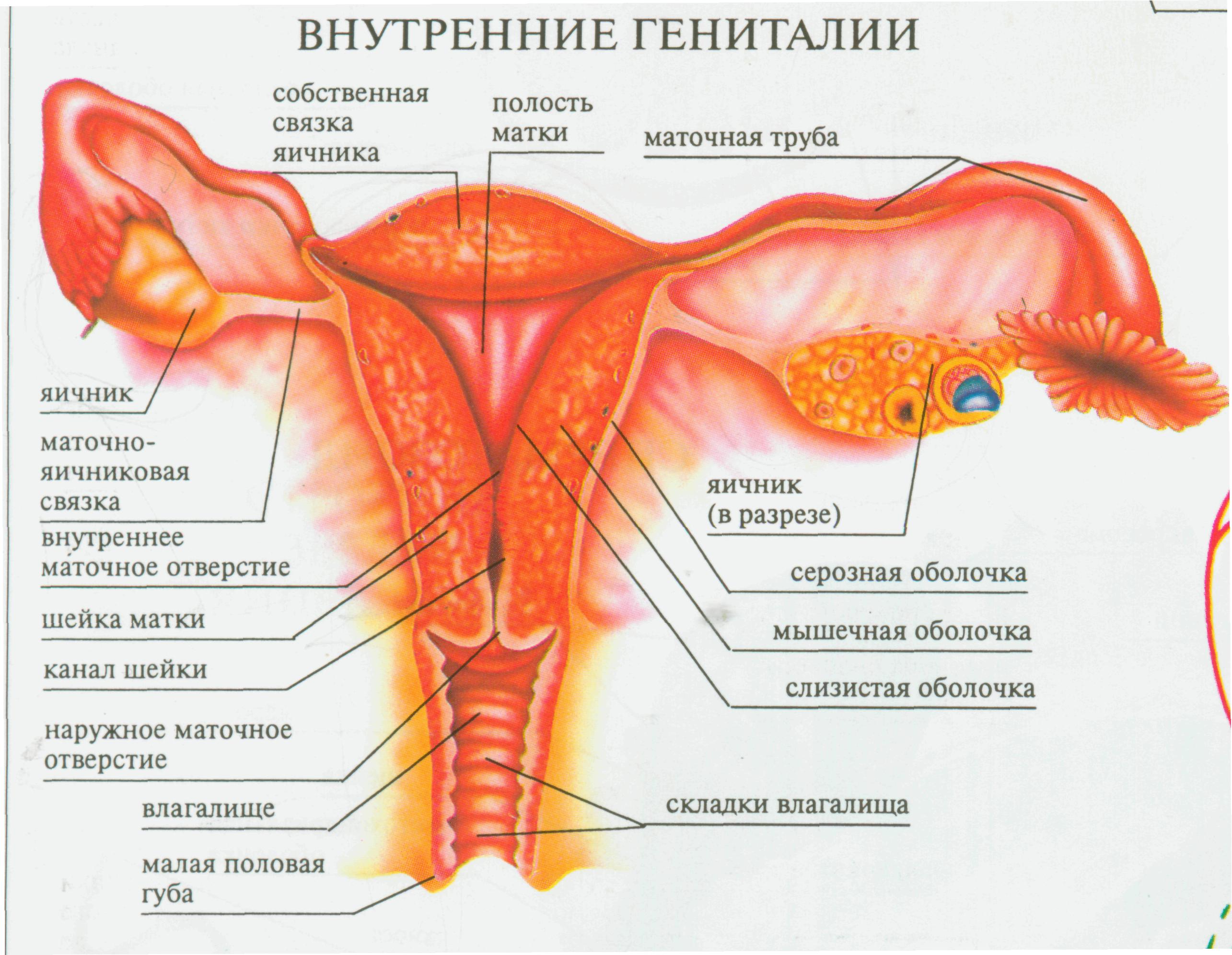 Женская внутренняя половая система. Женский половой орган. Строение половых органов женщины. Строение женских.половых органов внутренних. Схема половых органов женщины.