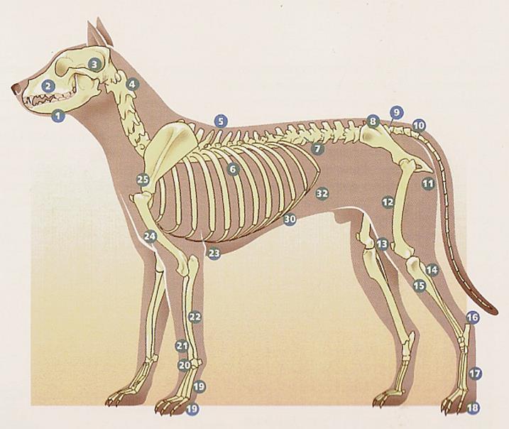 Особенности строения позвоночника собаки. Костный скелет собаки. Строение скелета собак грудная клетка. Скелет собаки анатомия. Анатомия собаки скелет позвоночника.