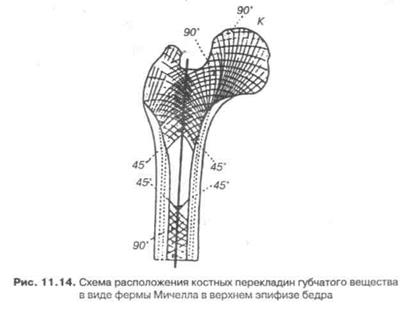 Формируемая плотно расположенными костными перекладинами. Строение губчатого вещества кости. Структура кости фото. Губчатое костное вещество строение. Микроскопическое строение кости остеон.