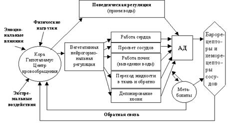 Схема функциональной системы регуляции минутного объема крови фото 475