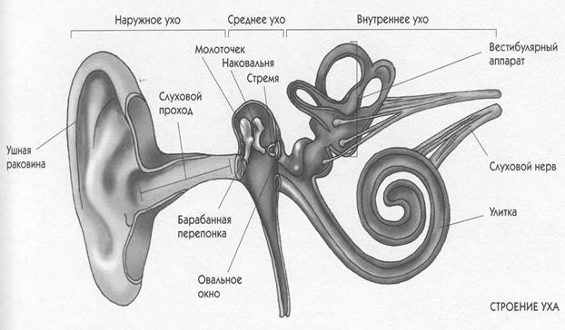 Возрастные особенности слуховой сенсорной системы